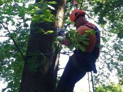 bomen rooien Rijsbergen